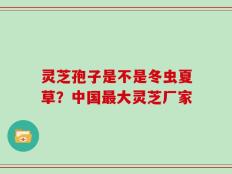 灵芝孢子是不是冬虫夏草？中国最大灵芝厂家