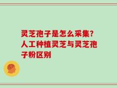 灵芝孢子是怎么采集？人工种植灵芝与灵芝孢子粉区别