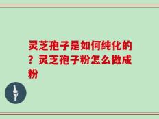 灵芝孢子是如何纯化的？灵芝孢子粉怎么做成粉
