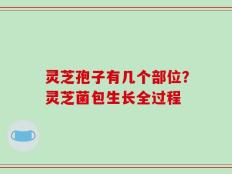 灵芝孢子有几个部位？灵芝菌包生长全过程