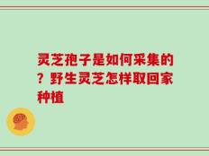 灵芝孢子是如何采集的？野生灵芝怎样取回家种植