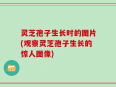 灵芝孢子生长时的图片(观察灵芝孢子生长的惊人图像)