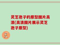 灵芝孢子的原型图片高清(高清图片展示灵芝孢子原型)