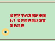 灵芝孢子的发展历史图片？灵芝菌包菌丝发育生长过程