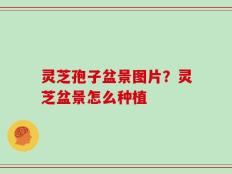 灵芝孢子盆景图片？灵芝盆景怎么种植