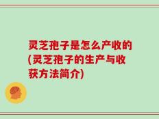 灵芝孢子是怎么产收的(灵芝孢子的生产与收获方法简介)