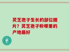 灵芝孢子生长的部位图片？灵芝孢子粉哪里的产地最好