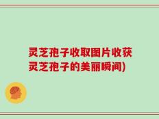 灵芝孢子收取图片收获灵芝孢子的美丽瞬间)