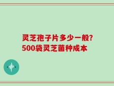 灵芝孢子片多少一般？500袋灵芝菌种成本