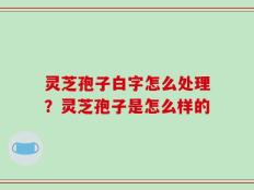 灵芝孢子白字怎么处理？灵芝孢子是怎么样的