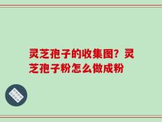 灵芝孢子的收集图？灵芝孢子粉怎么做成粉