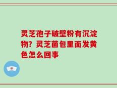 灵芝孢子破壁粉有沉淀物？灵芝菌包里面发黄色怎么回事