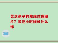 灵芝孢子的发现过程图片？灵芝小时候长什么样