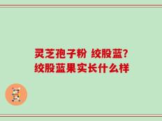 灵芝孢子粉 绞股蓝？绞股蓝果实长什么样