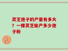 灵芝孢子的产量有多大？一棵灵芝能产多少孢子粉