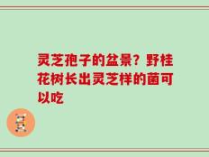 灵芝孢子的盆景？野桂花树长出灵芝样的菌可以吃