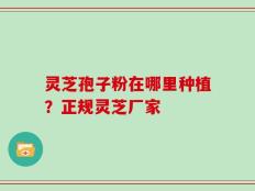 灵芝孢子粉在哪里种植？正规灵芝厂家