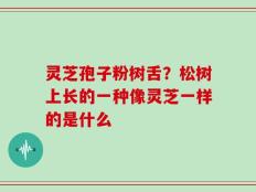 灵芝孢子粉树舌？松树上长的一种像灵芝一样的是什么