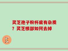 灵芝孢子粉杯底有杂质？灵芝根部如何去掉