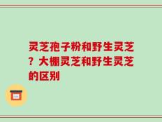 灵芝孢子粉和野生灵芝？大棚灵芝和野生灵芝的区别