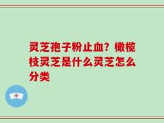 灵芝孢子粉止血？橄榄枝灵芝是什么灵芝怎么分类