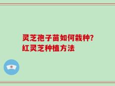 灵芝孢子苗如何栽种？红灵芝种植方法