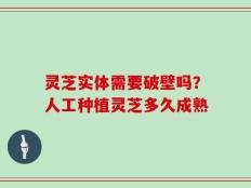 灵芝实体需要破壁吗？人工种植灵芝多久成熟