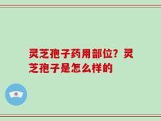 灵芝孢子药用部位？灵芝孢子是怎么样的