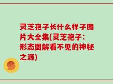 灵芝孢子长什么样子图片大全集(灵芝孢子：形态图解看不见的神秘之源)
