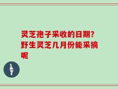 灵芝孢子采收的日期？野生灵芝几月份能采摘呢