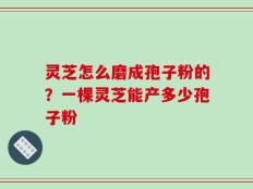 灵芝怎么磨成孢子粉的？一棵灵芝能产多少孢子粉