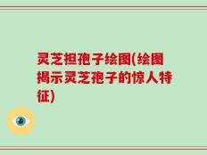 灵芝担孢子绘图(绘图揭示灵芝孢子的惊人特征)