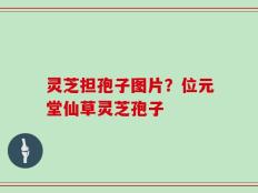 灵芝担孢子图片？位元堂仙草灵芝孢子