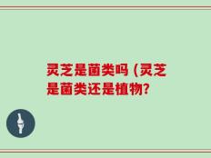 灵芝是菌类吗 (灵芝是菌类还是植物？
