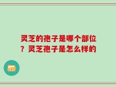 灵芝的孢子是哪个部位？灵芝孢子是怎么样的