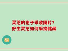 灵芝的孢子采收图片？野生灵芝如何采摘储藏