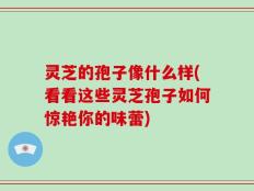 灵芝的孢子像什么样(看看这些灵芝孢子如何惊艳你的味蕾)