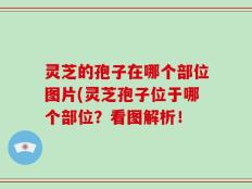 灵芝的孢子在哪个部位图片(灵芝孢子位于哪个部位？看图解析！