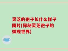 灵芝的孢子长什么样子图片(探秘灵芝孢子的微观世界)