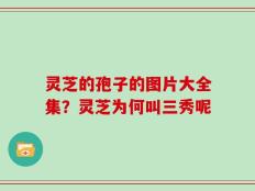 灵芝的孢子的图片大全集？灵芝为何叫三秀呢