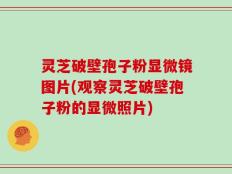 灵芝破壁孢子粉显微镜图片(观察灵芝破壁孢子粉的显微照片)