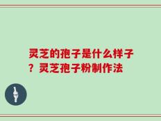 灵芝的孢子是什么样子？灵芝孢子粉制作法