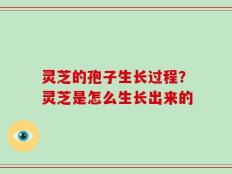 灵芝的孢子生长过程？灵芝是怎么生长出来的