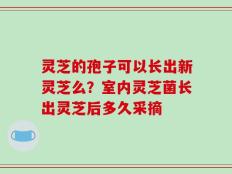 灵芝的孢子可以长出新灵芝么？室内灵芝菌长出灵芝后多久采摘