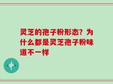 灵芝的孢子粉形态？为什么都是灵芝孢子粉味道不一样