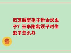 灵芝破壁孢子粉会长虫子？玉米刚出须子时生虫子怎么办