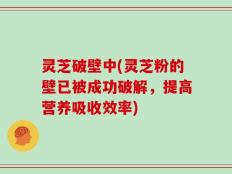 灵芝破壁中(灵芝粉的壁已被成功破解，提高营养吸收效率)