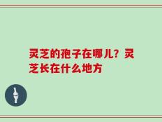 灵芝的孢子在哪儿？灵芝长在什么地方