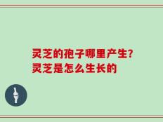 灵芝的孢子哪里产生？灵芝是怎么生长的