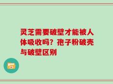 灵芝需要破壁才能被人体吸收吗？孢子粉破壳与破壁区别